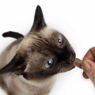 Cat Dental Treats for Oral Care Q16640