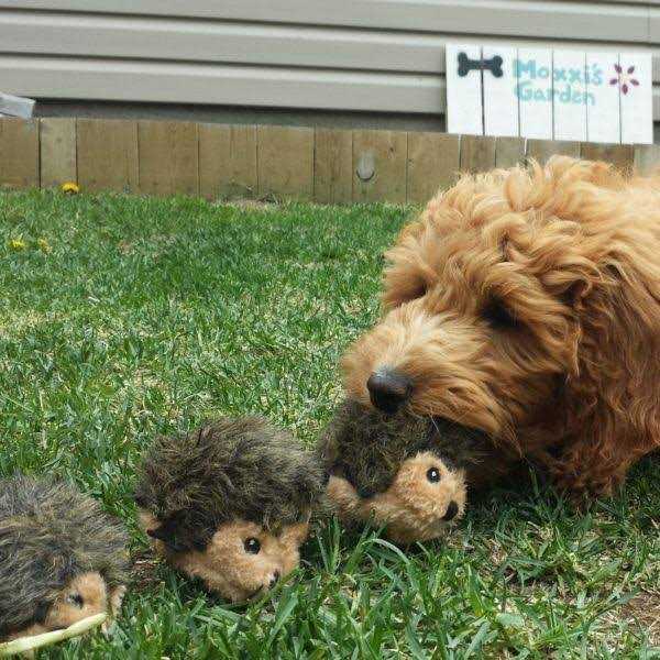 Mini Dog Toys Hedgehogs P2933