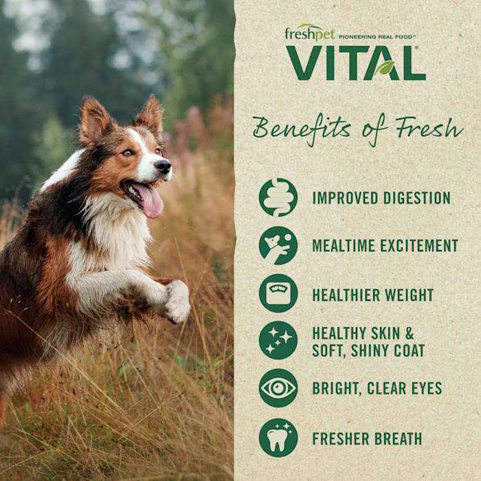 Grain-Free Beef & Bison Fresh Dog Food C491238
