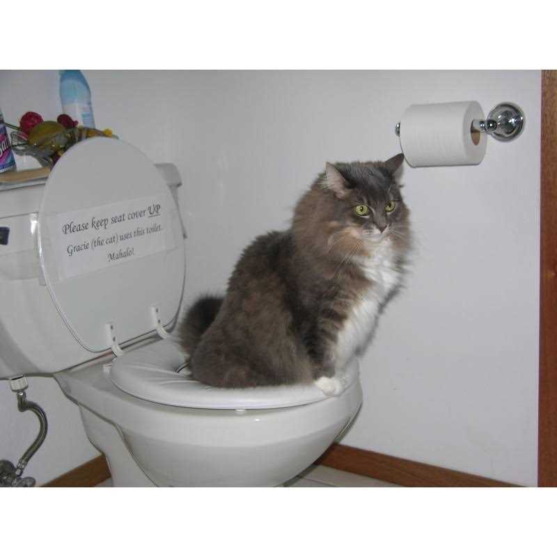 Cat Toilet Training Kit K59024
