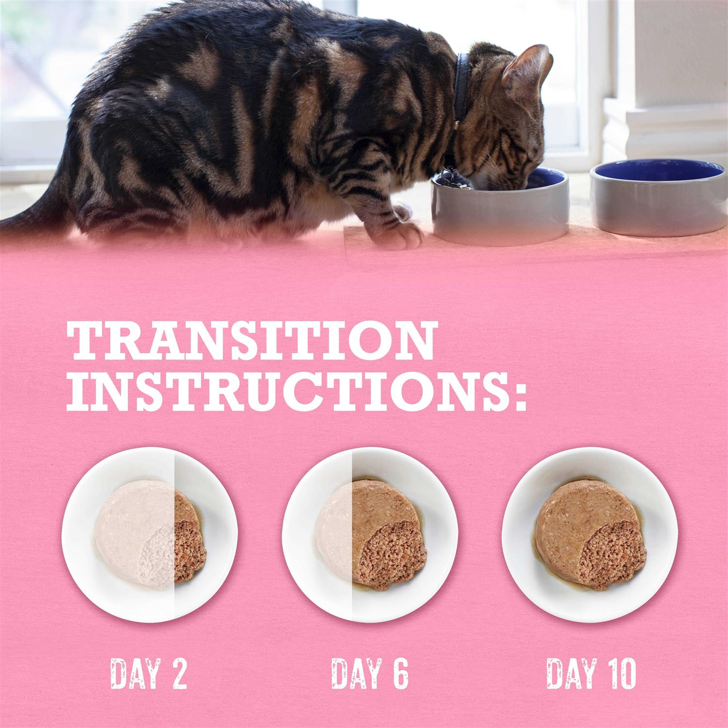 Wild Salmon Recipe Grain Free Wet Cat Food Pate W599