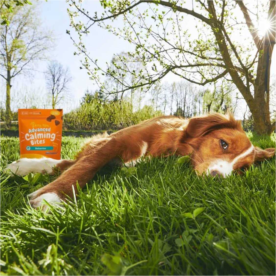 Calming Bites for Dogs E337564