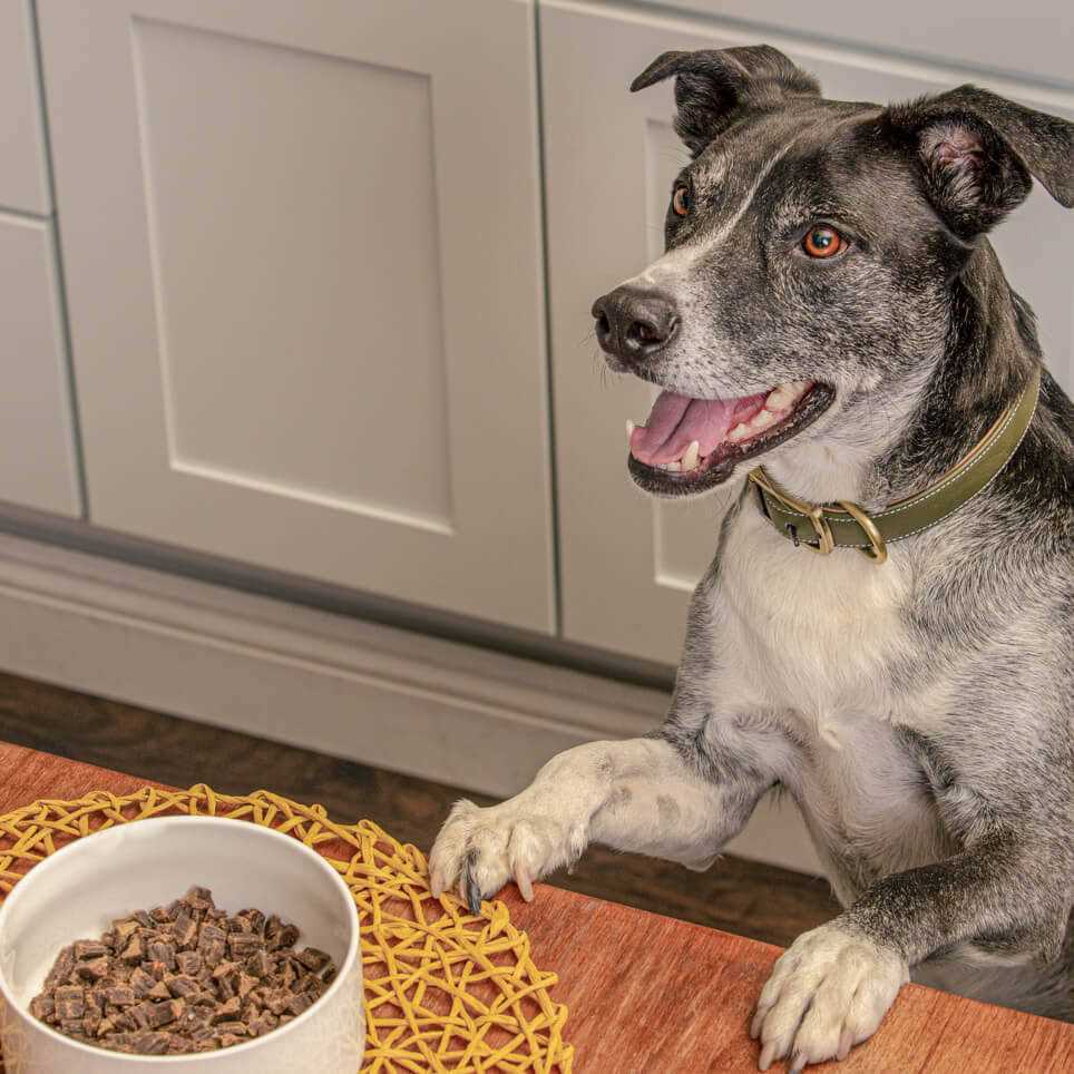 Air Dried Chicken Dog Food Z1465