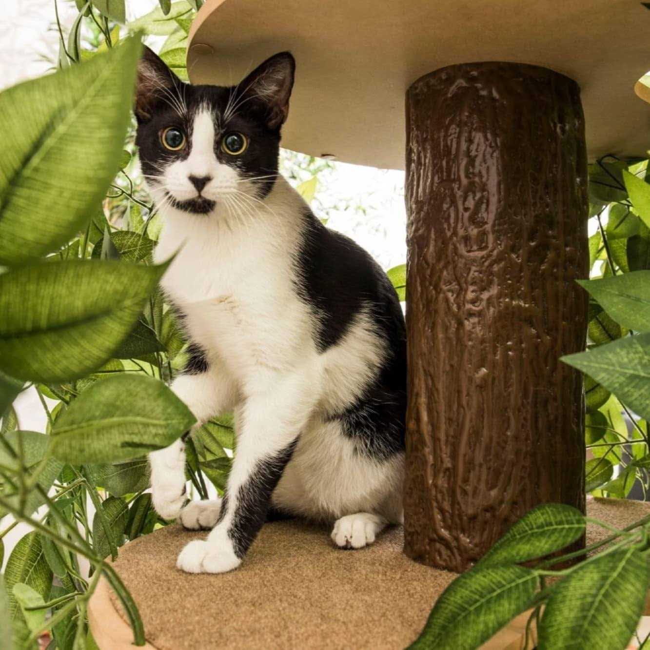 Cat Tree with Leaves Cat House & Activity Tree D871163