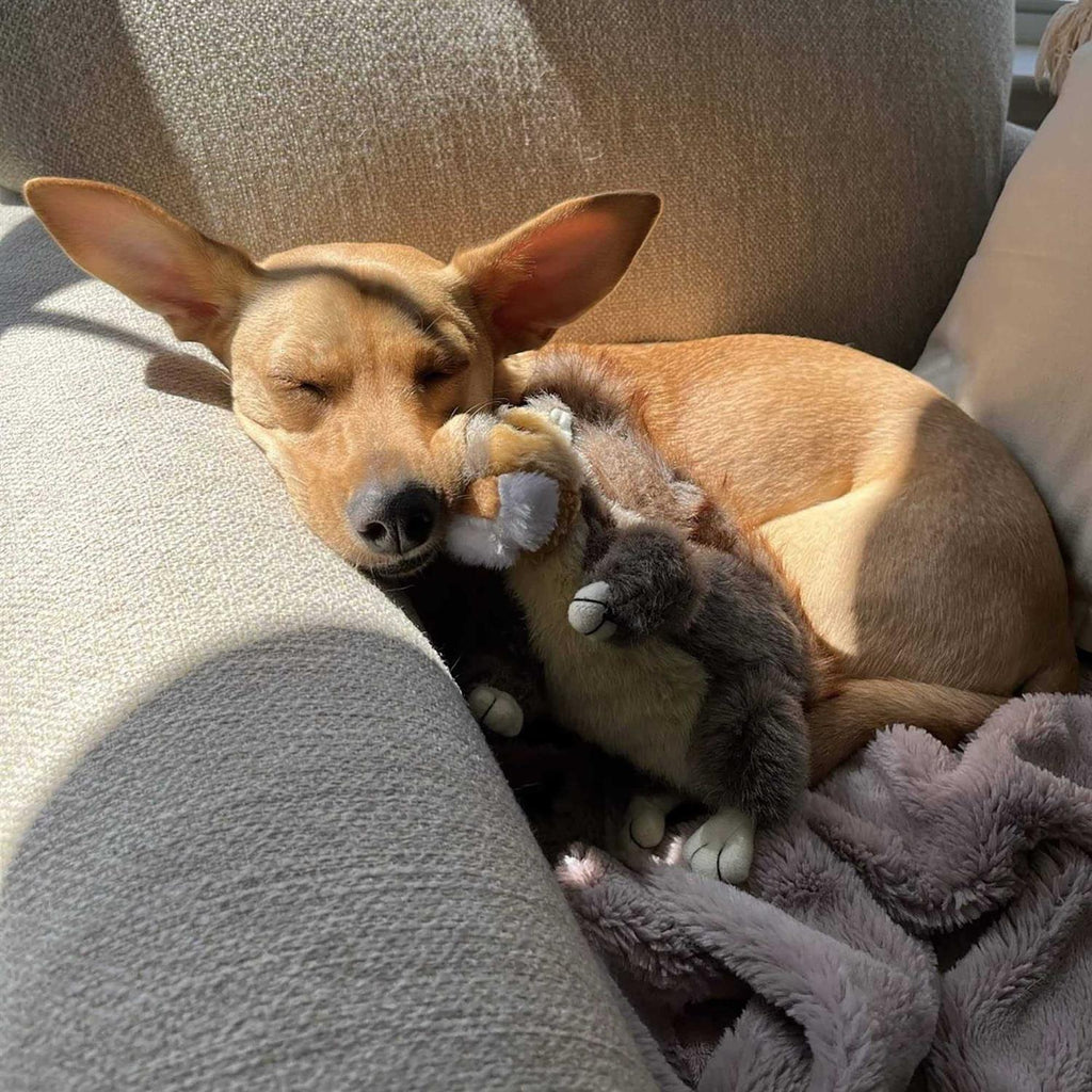 Squirrel Plush Dog Toy Z4352