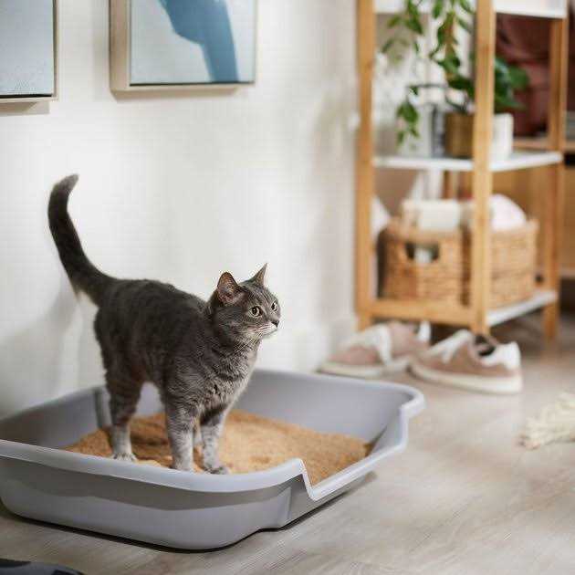 Soft Wood Cat Litter Q831