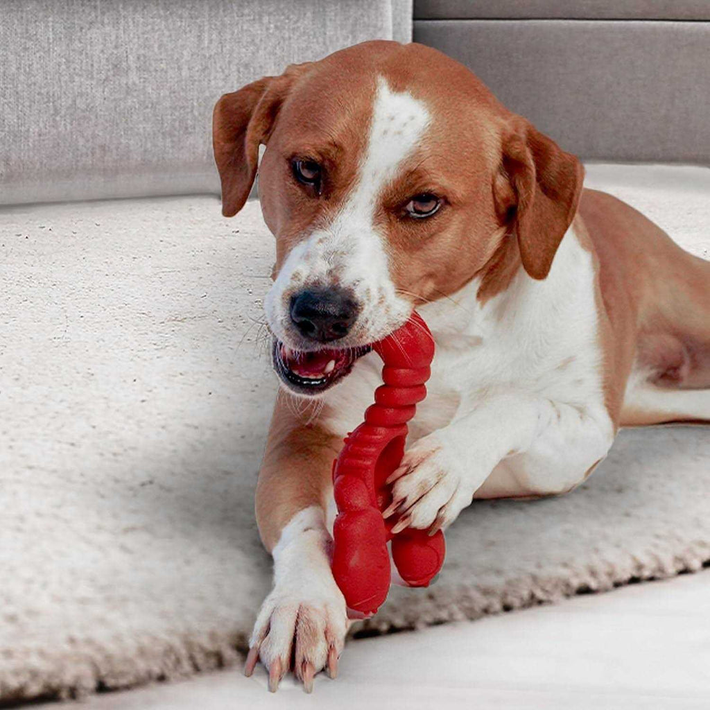 Lobster Dog Toy Filet Mignon F715737