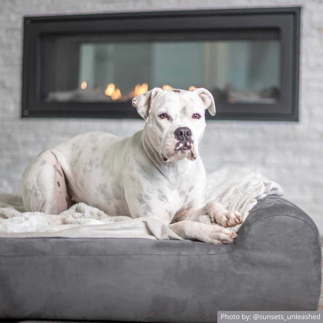 Orthopedic Dog Bed with Headrest Pillow Top F7305