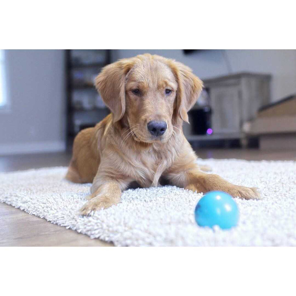 Talking Babble Ball for Pets X88283