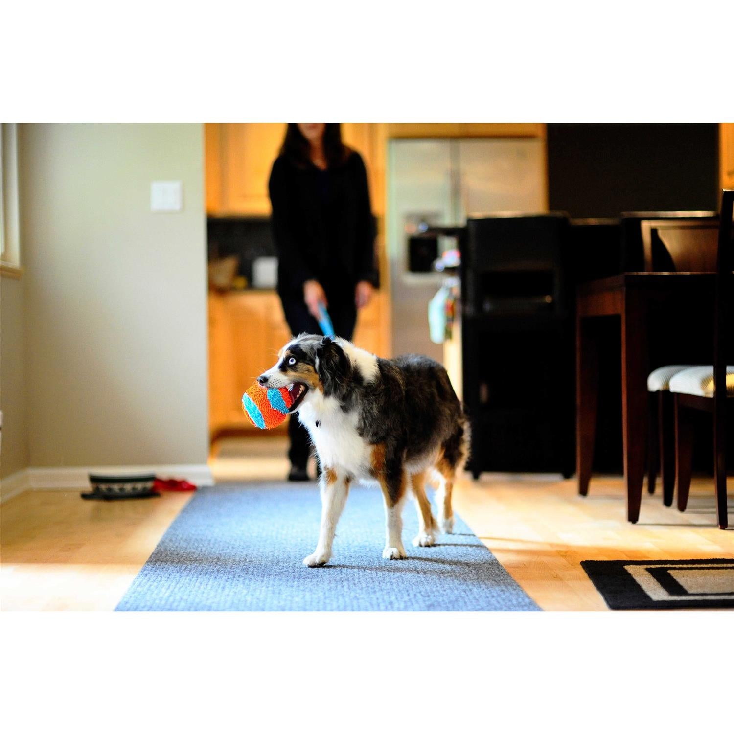 Indoor Ball Dog Toy Y760216