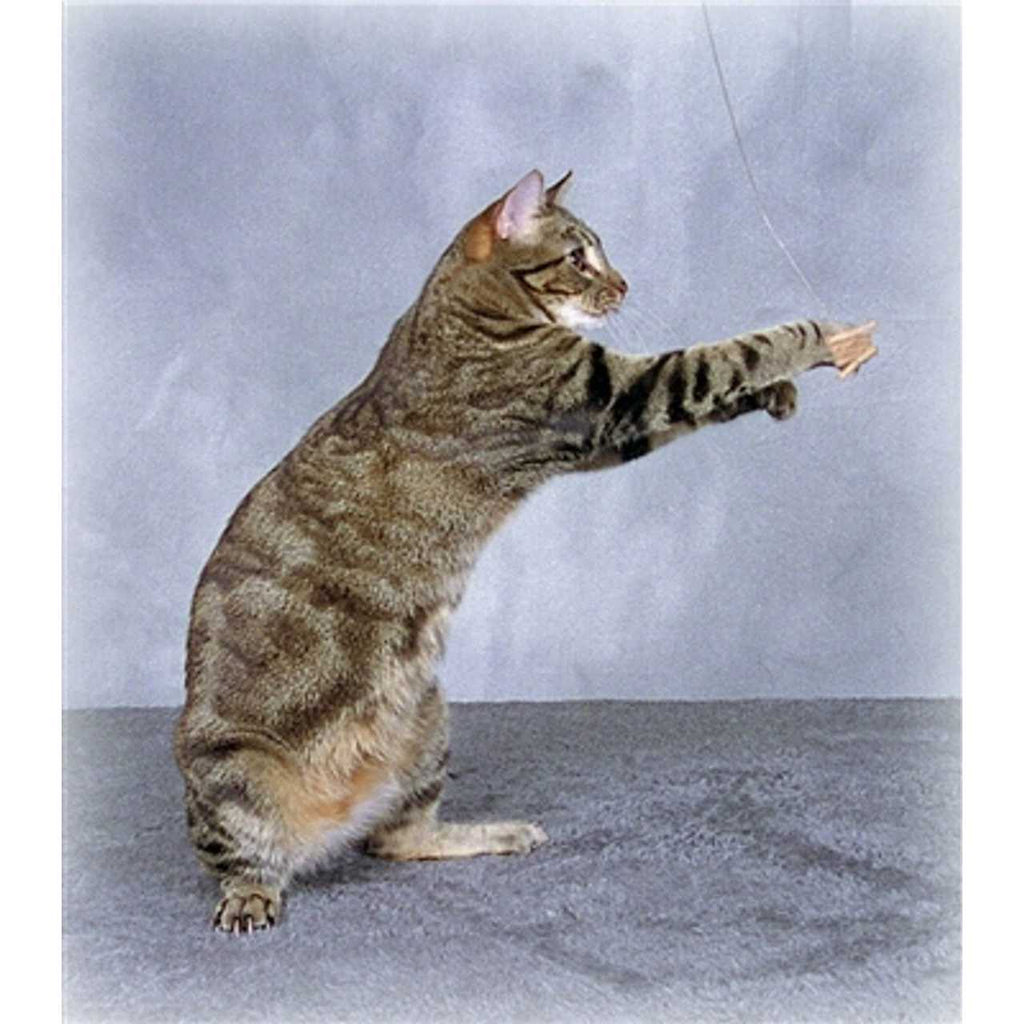 Cat Toy B16871
