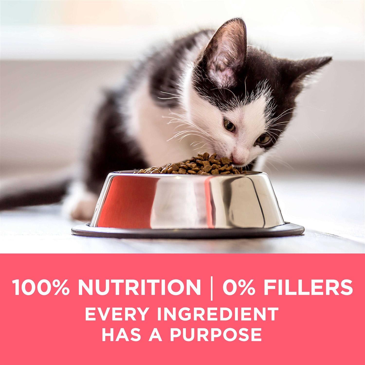 Kitten Dry Food M648569