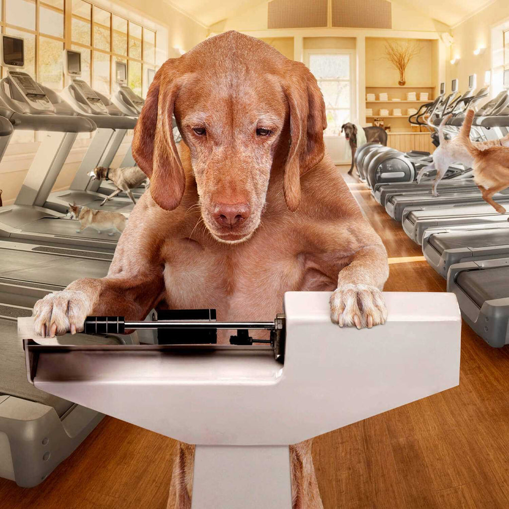Weight Management Dry Dog Food B565826