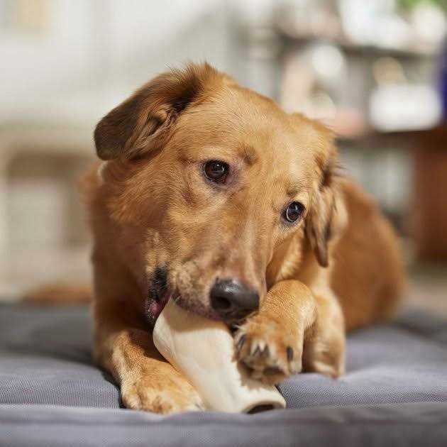 Peanut Butter Filled Bone Dog Treats M6247