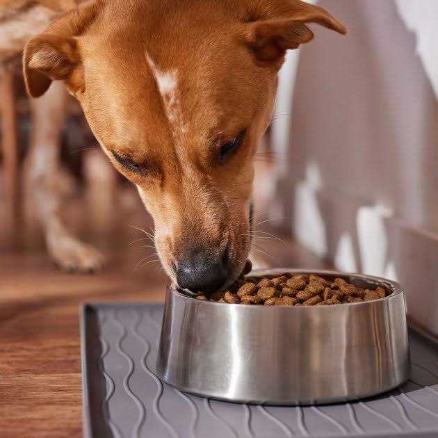 Sensitive Skin & Stomach Large Breed Salmon Dry Dog Food C2901