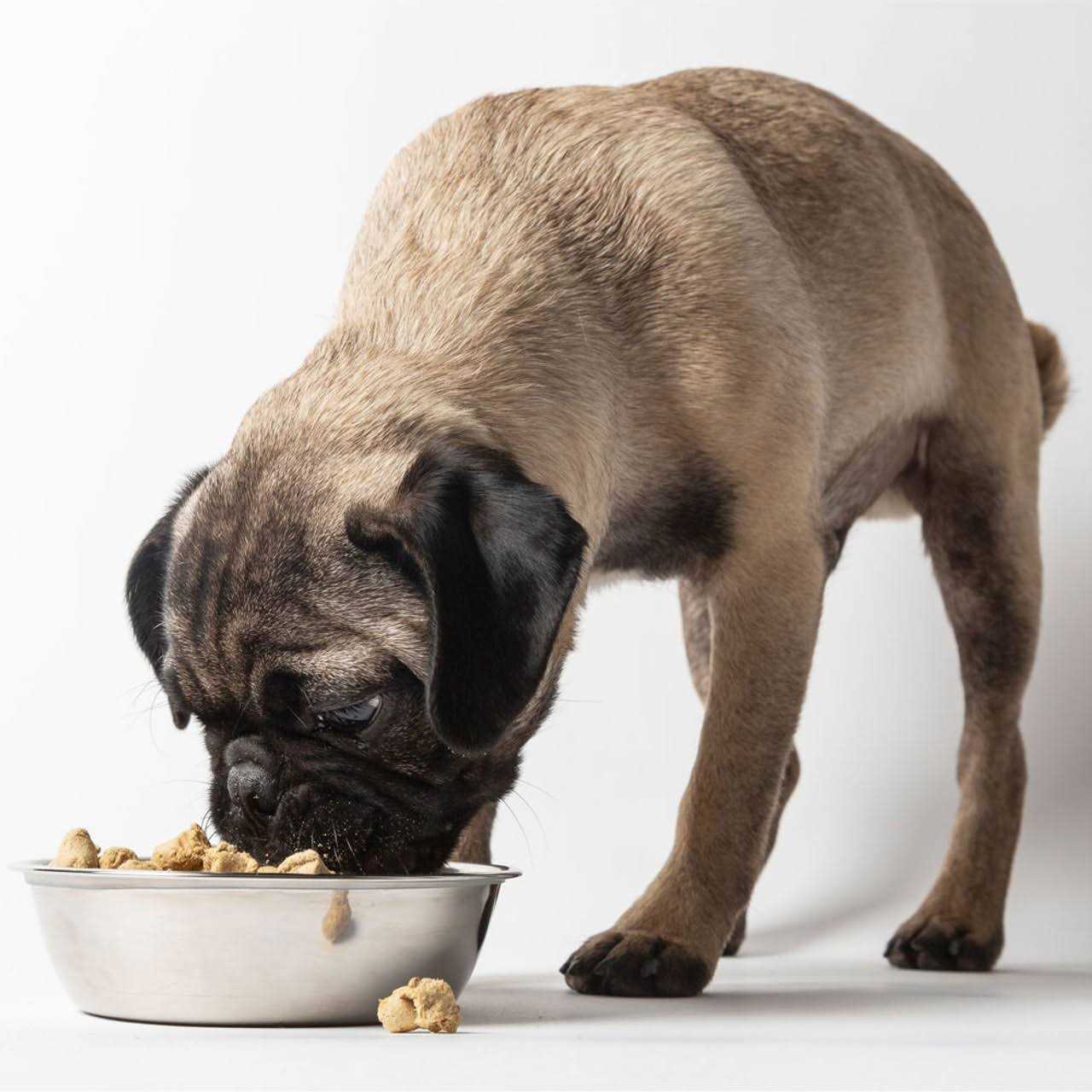 Freeze-Dried Dog Food B90027