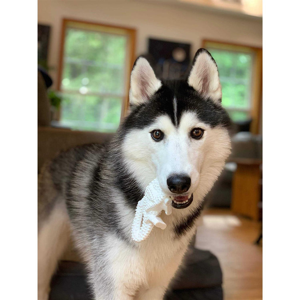 Dental Dinosaur Dog Chew X29747