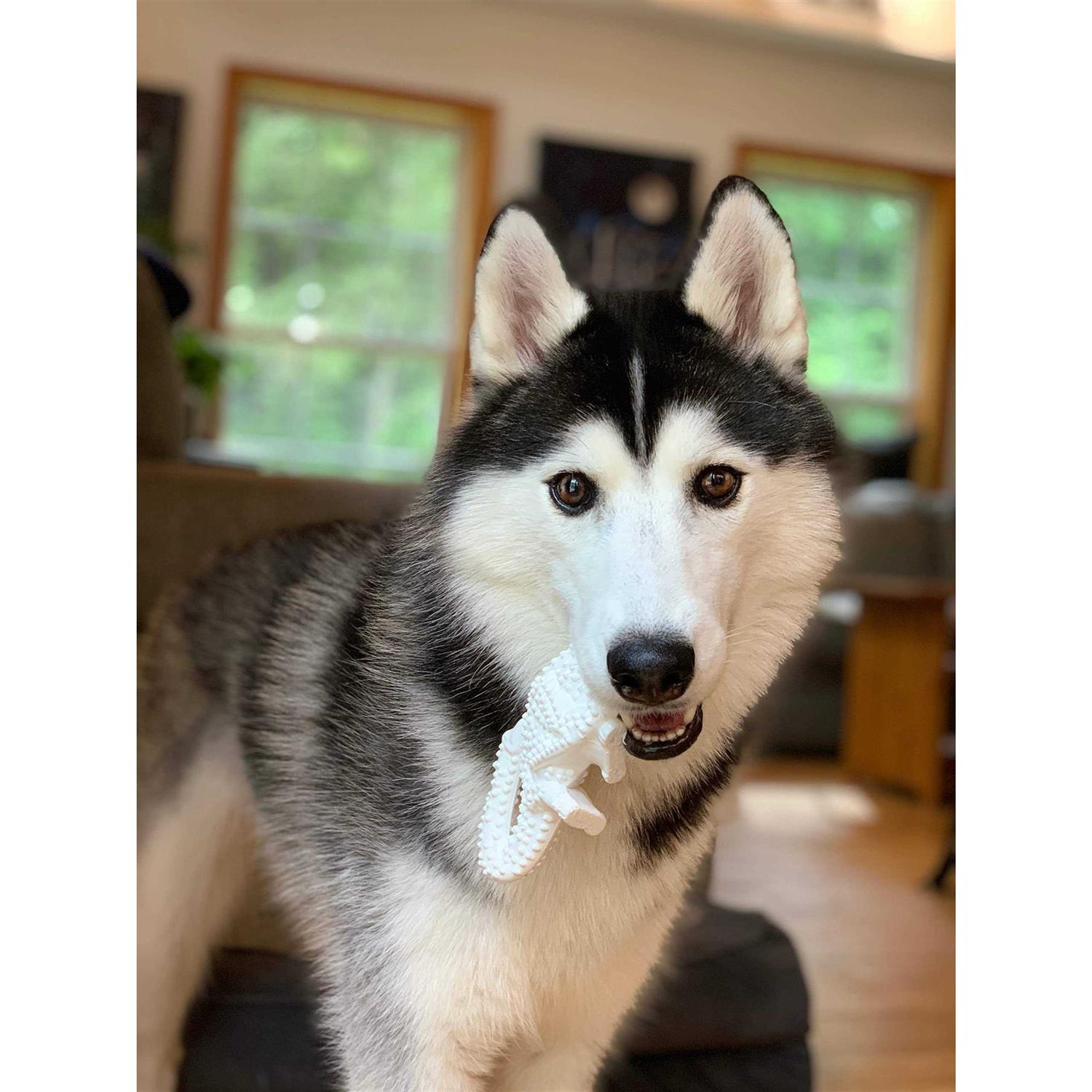 Dental Dinosaur Dog Chew X29747
