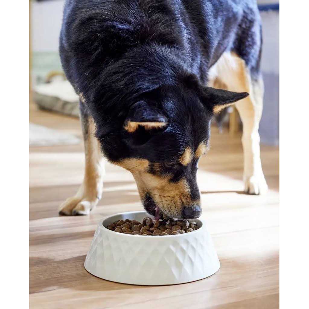 Adult Medium Maxi Herring & Orange Grain Free Dry Dog Food L5344